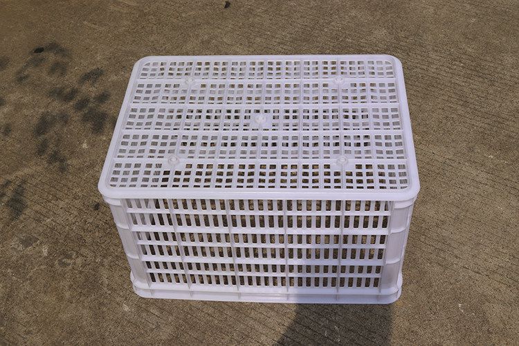 620（白色）（1.9kg）